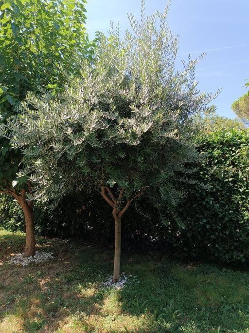 B&B Il Tulipano Όπως Εξωτερικό φωτογραφία