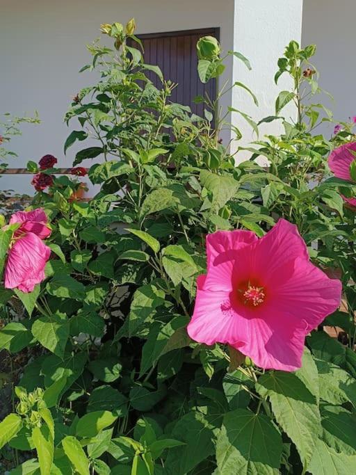 B&B Il Tulipano Όπως Εξωτερικό φωτογραφία